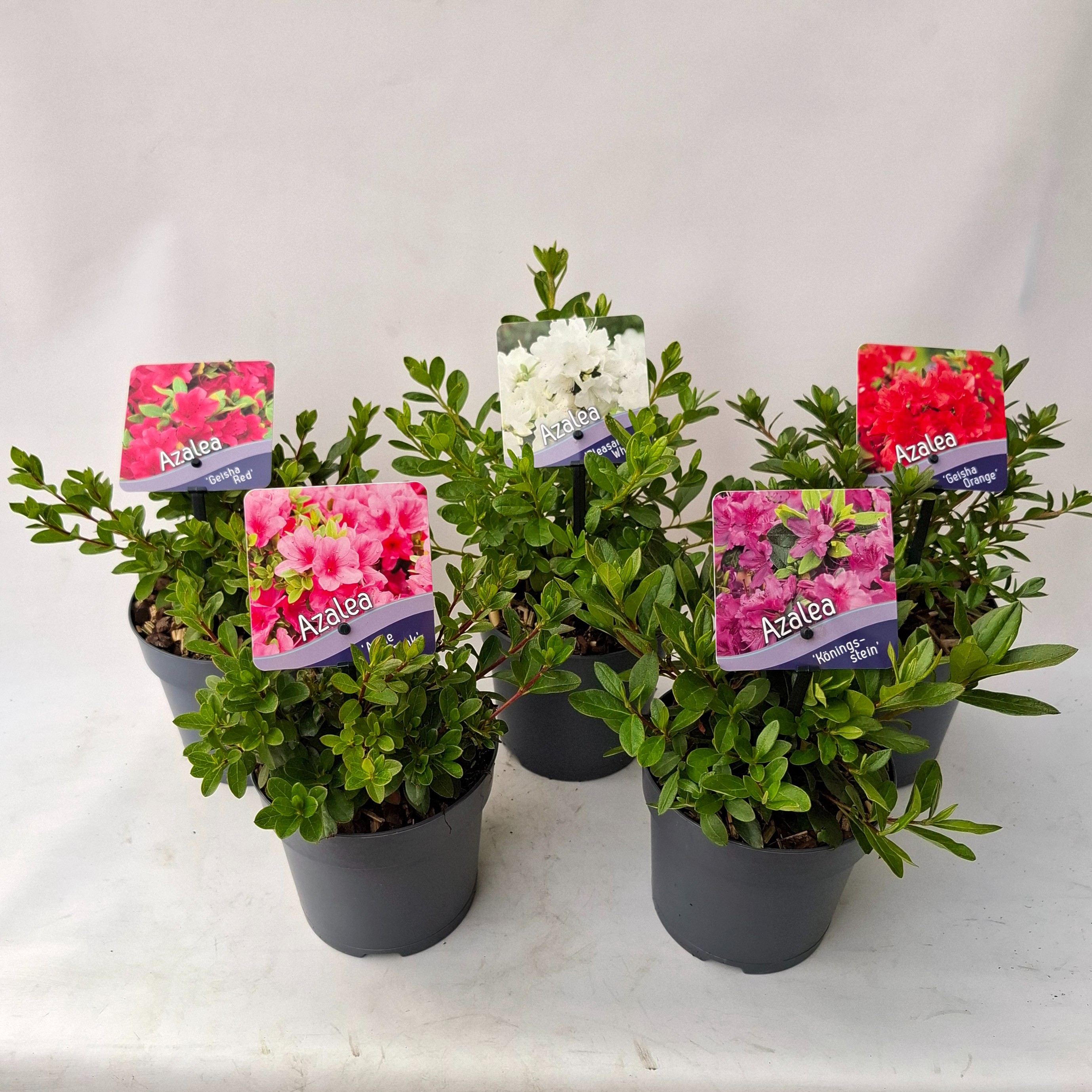 Picture of Rhododendron (AJ) Mix