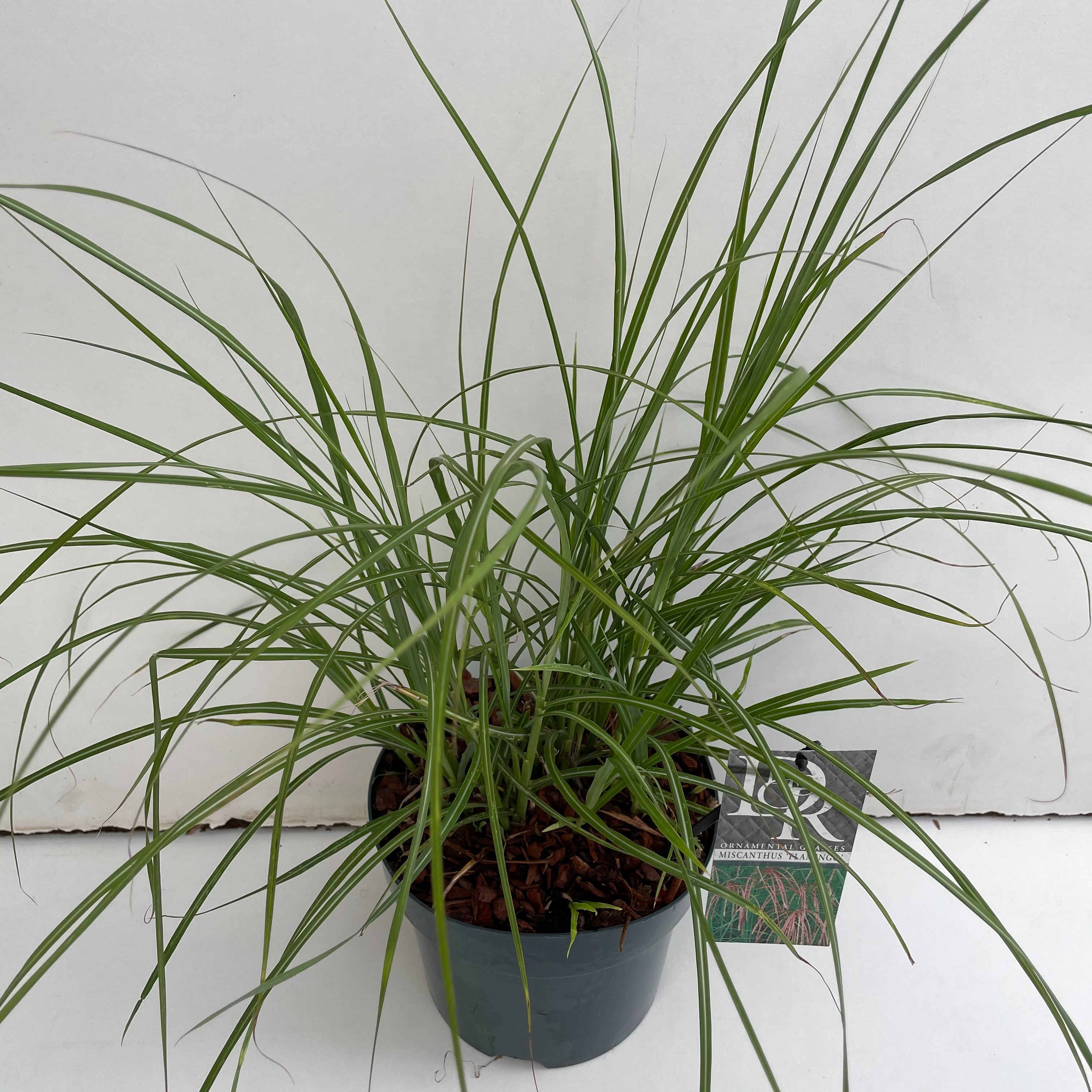 Miscanthus sinensis 'Flamingo'