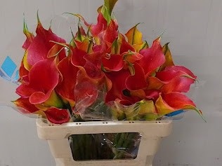 Calla Sunset Passion 50cm