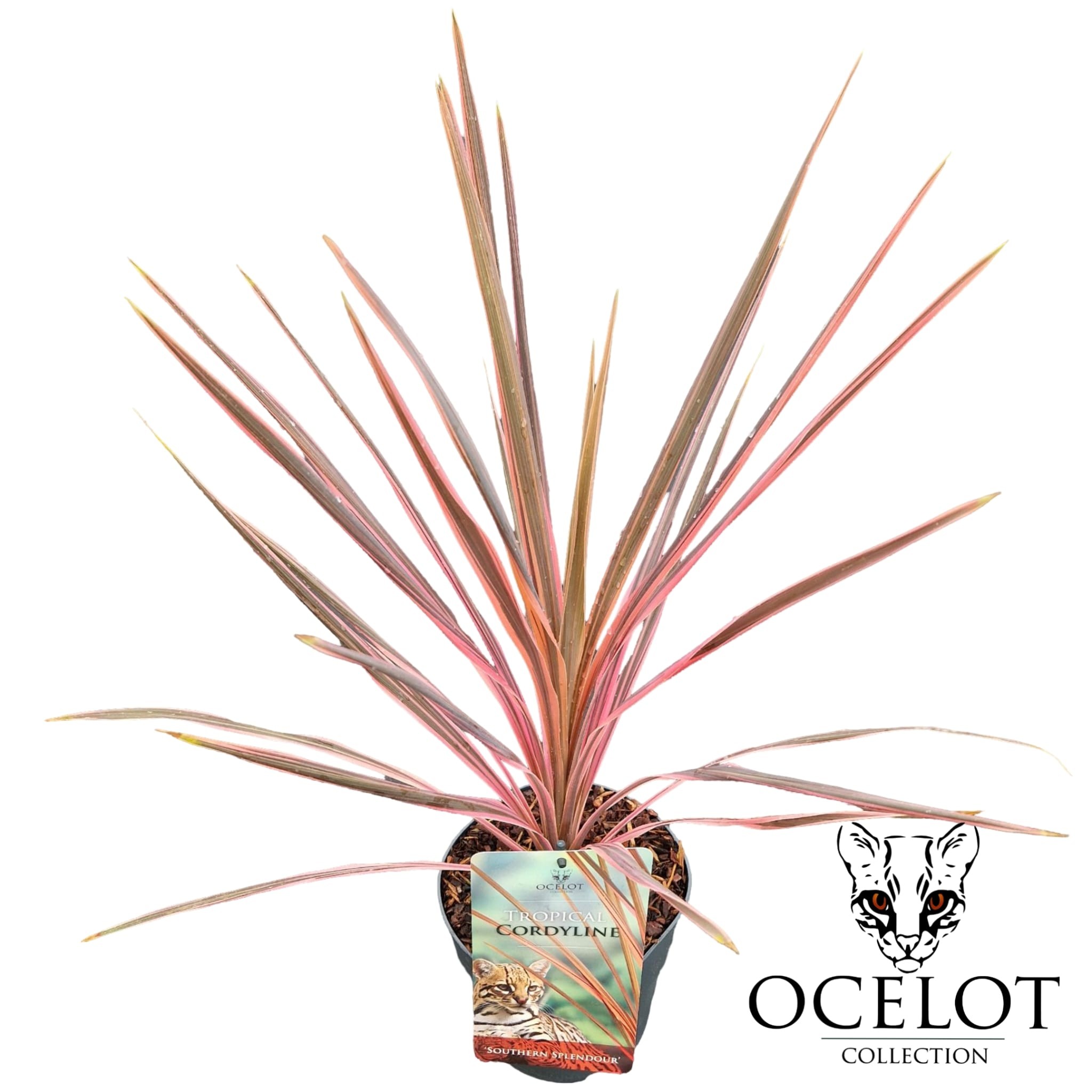 Picture of Cordyline australis 'Southern Splendour'