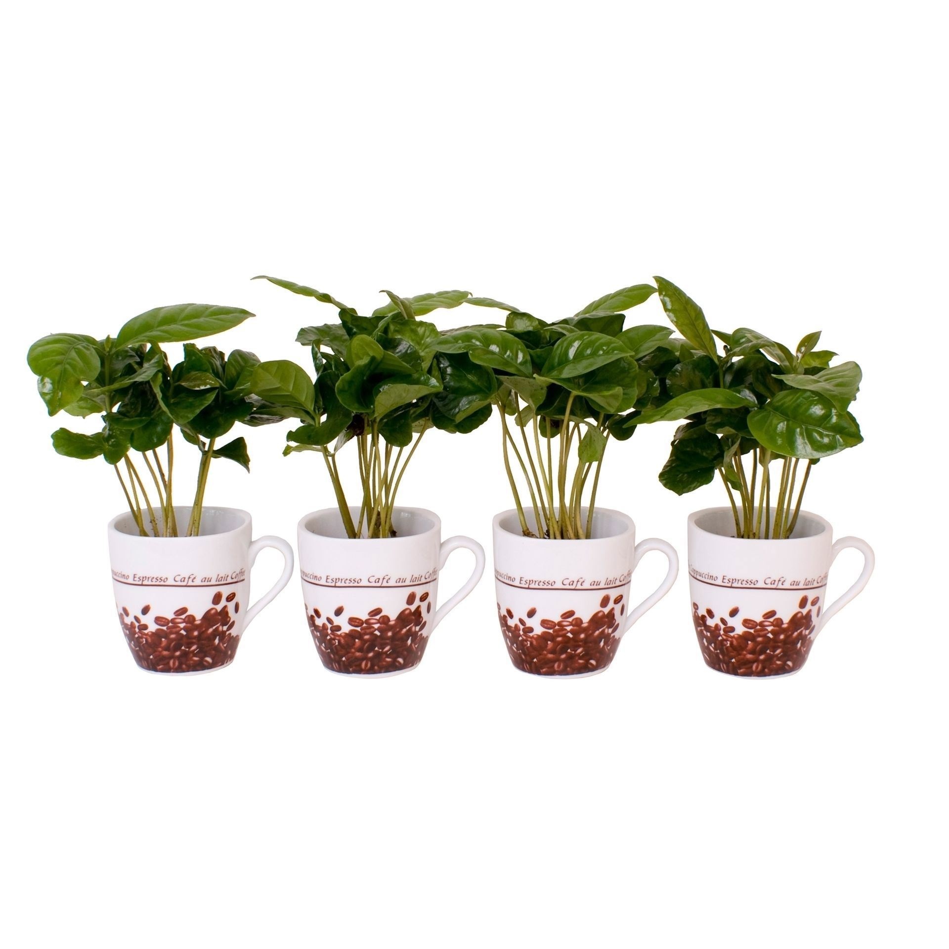 Coffea Arabica in Coffee cups made of porcelain