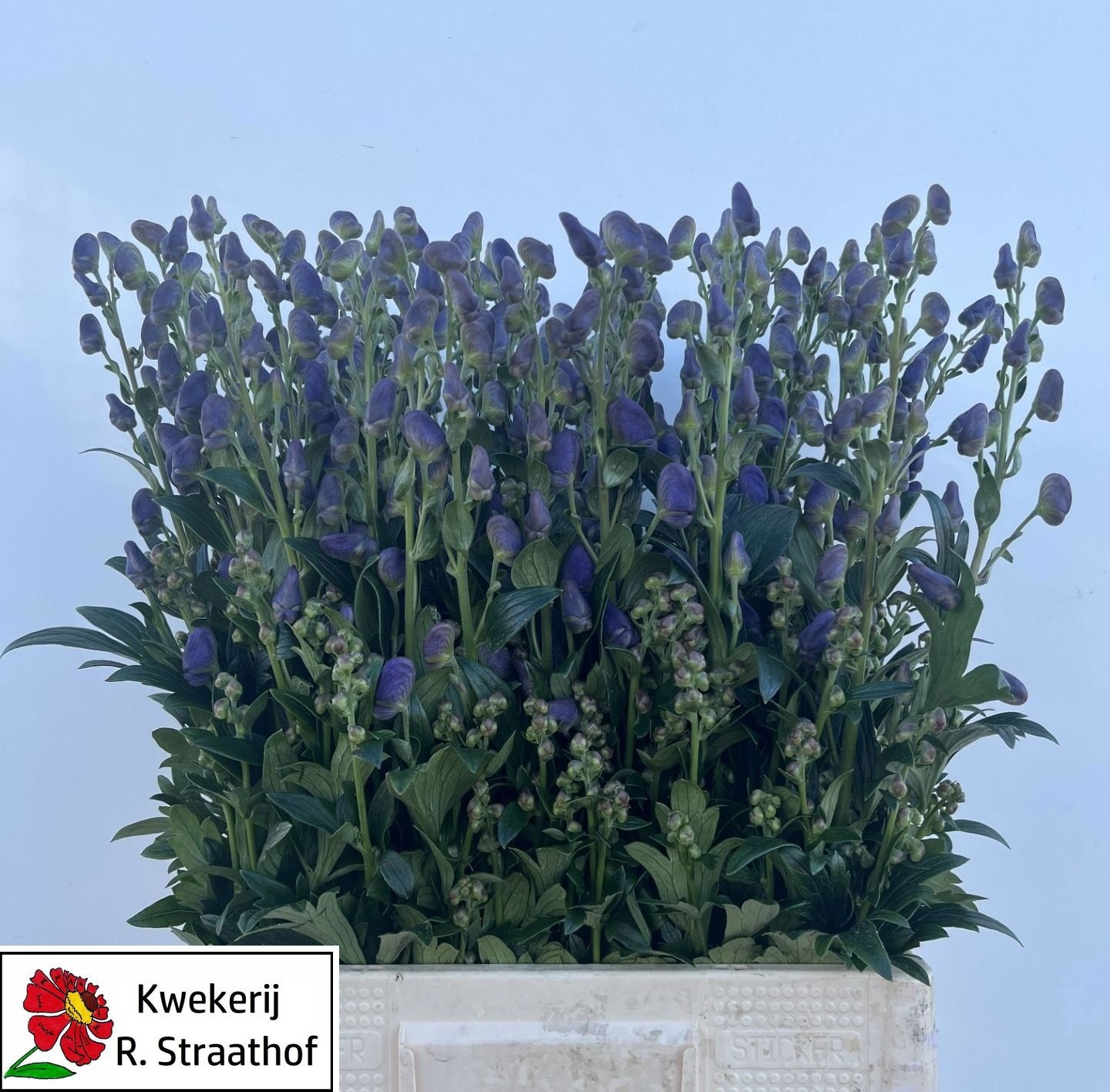 Aconitum Arensi 70cm