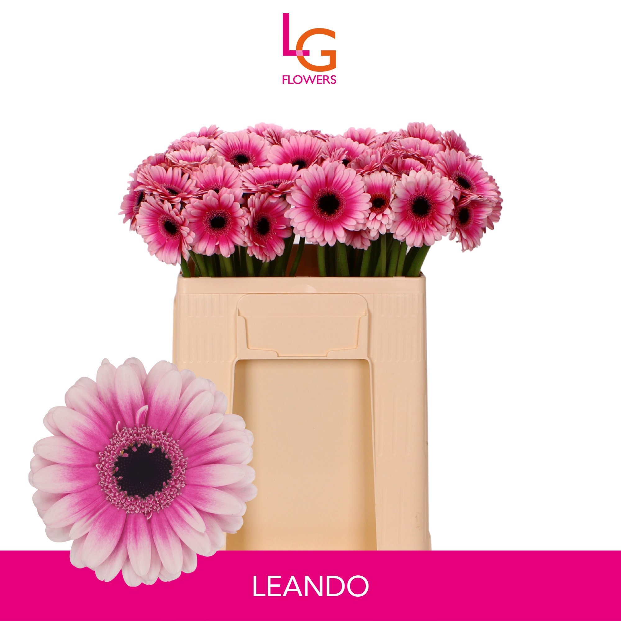 Gerbera Mini Leando