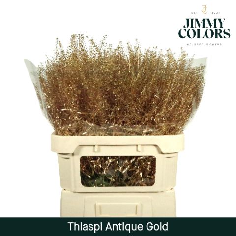 Thlaspi Gekleurd Mtlc. Antique Gold