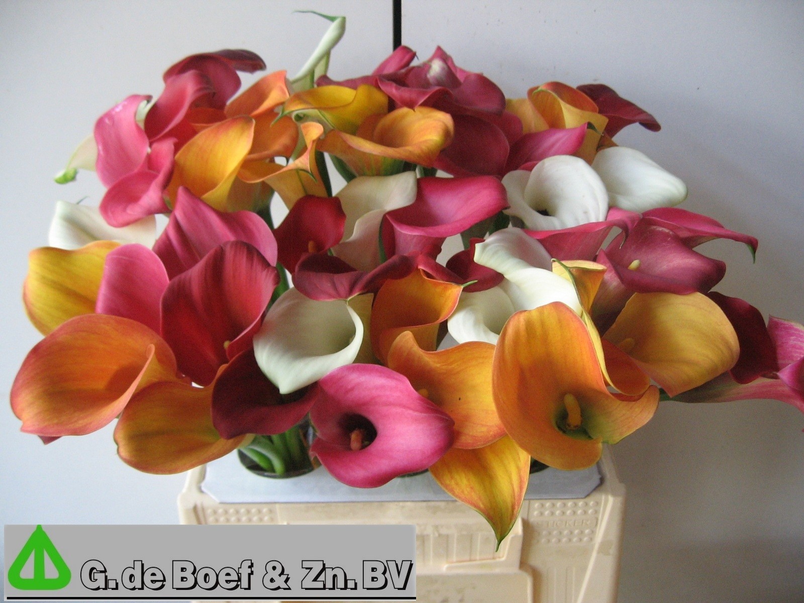 Calla Mixed In Bunch 40cm