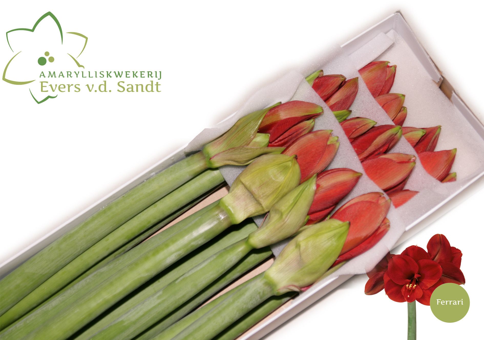 Hippeastrum Ferrari 4bl
