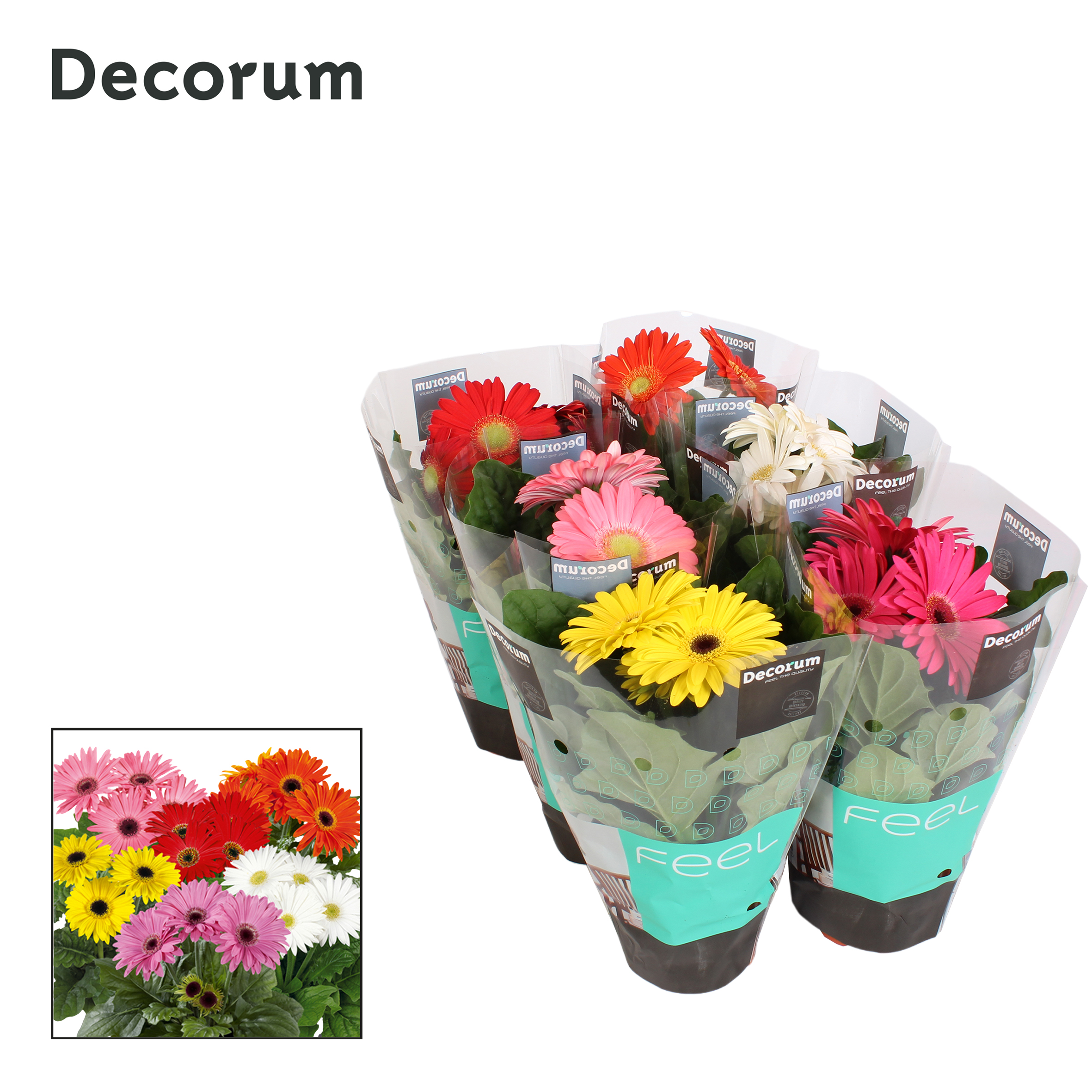 Picture of Gerbera in varieties 2+ flowers in Decorum sleeve P12 22CM