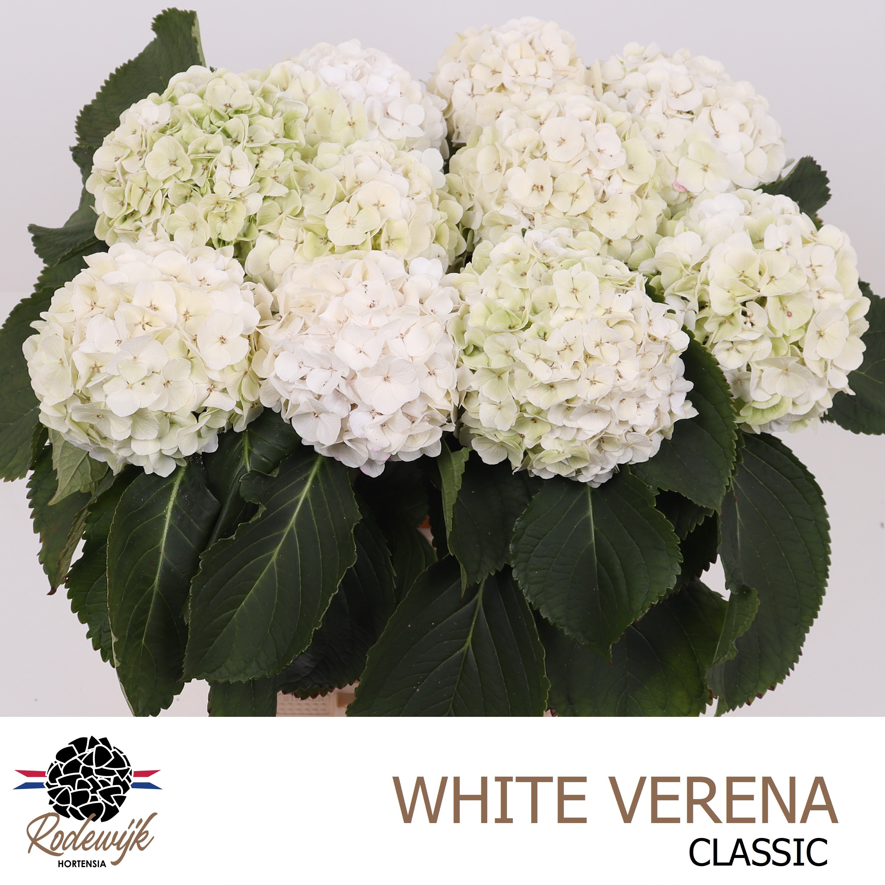 Hydrangea White Verena Classic 60cm 16Ø