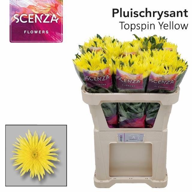 Chrys Single Topspin Yellow 70cm 60gram