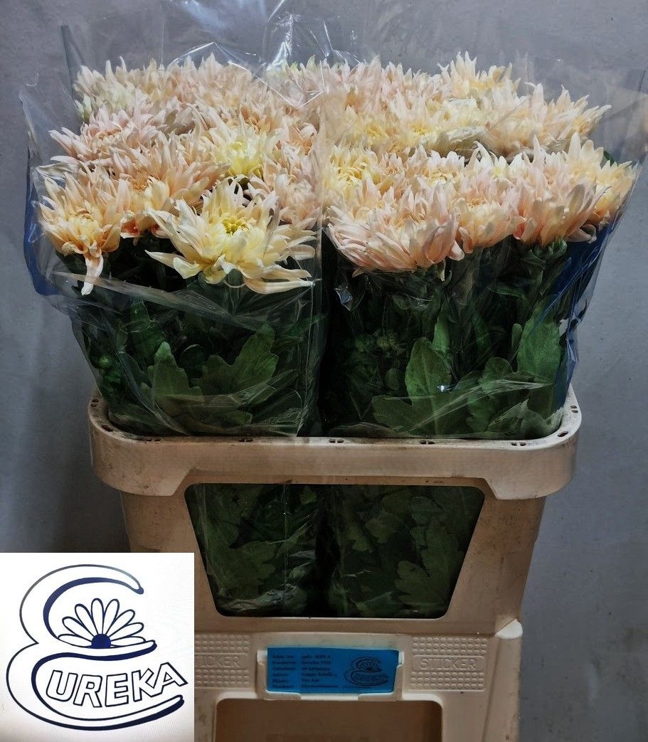 Chrys Single Avignon 80cm 70gram