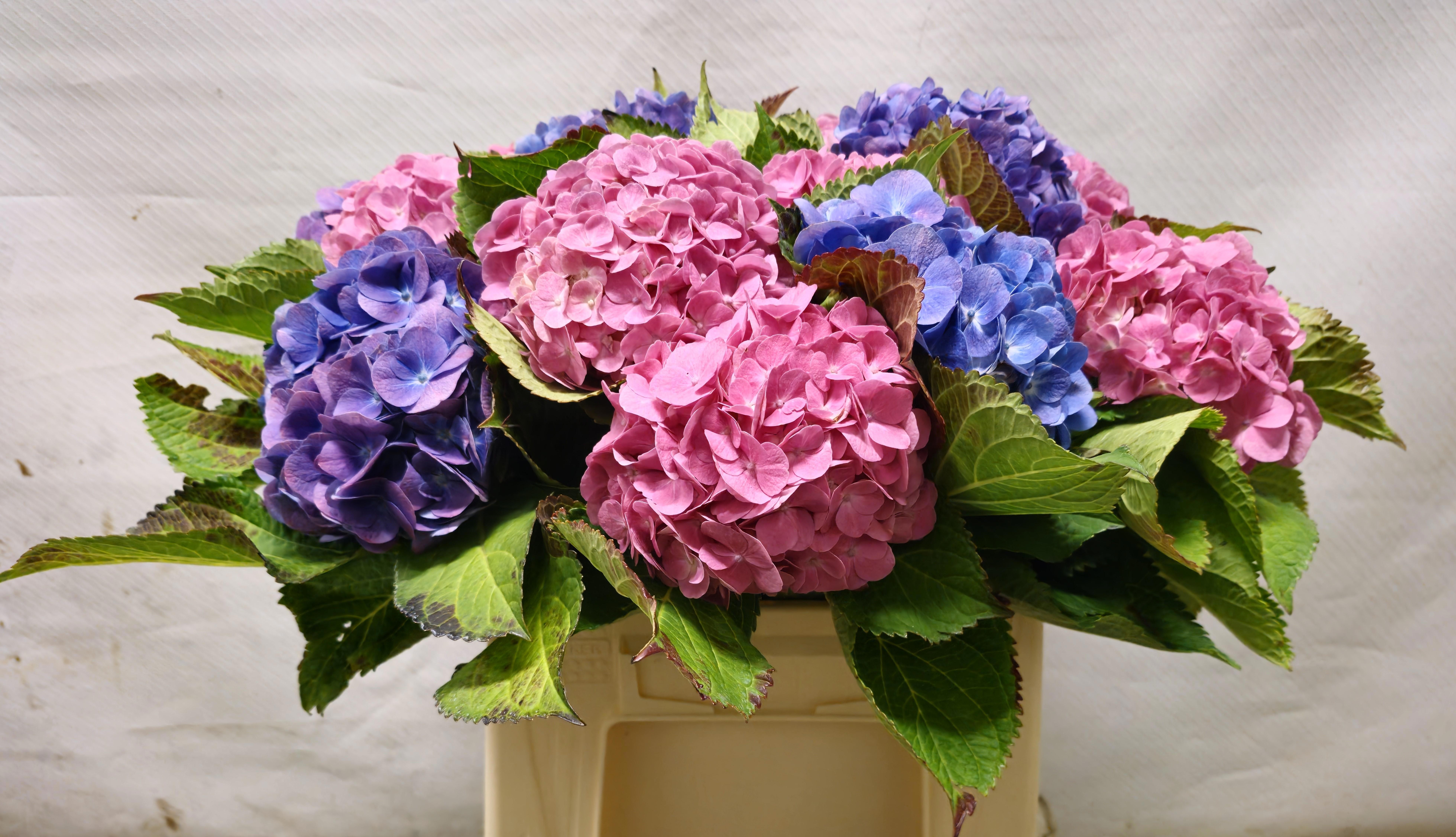 Hydrangea Mixed 35cm 11Ø