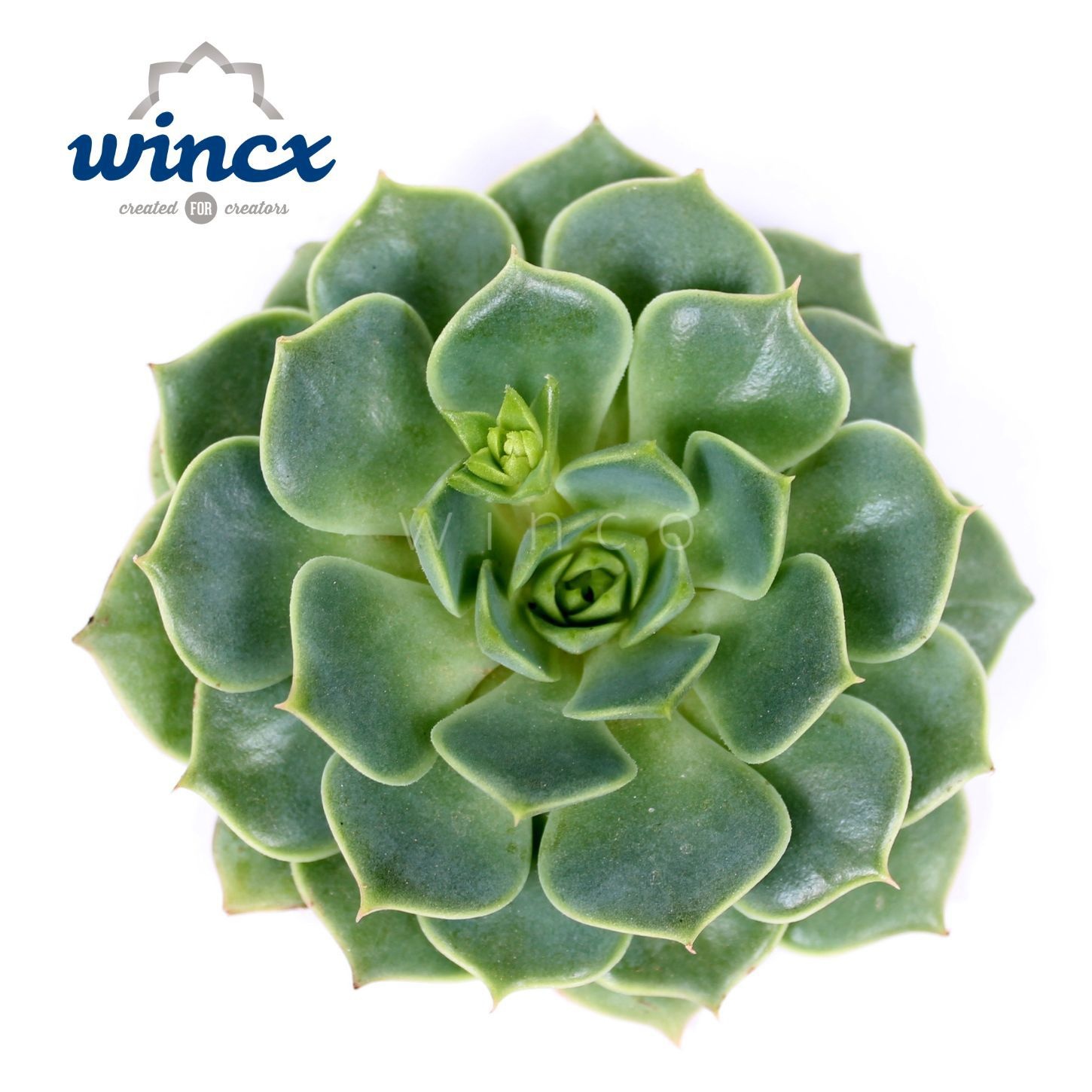 Echeveria Ramilette Cutflower