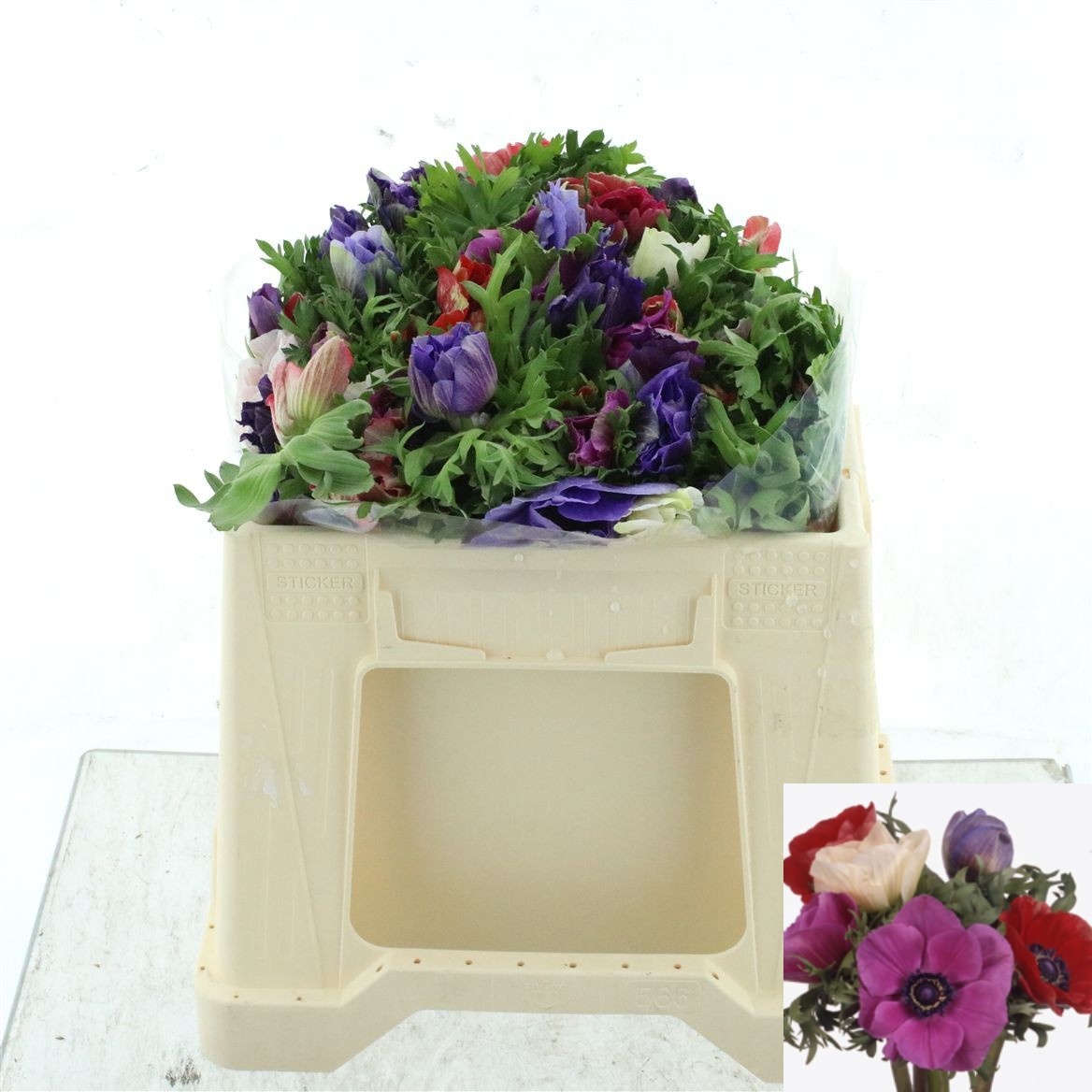 Anemone Marianne Mixed In Bunch 30cm