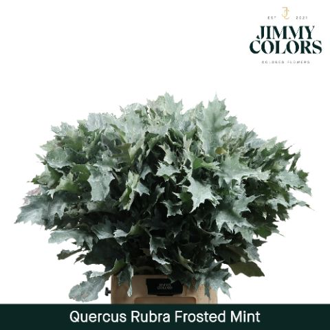 Quercus Rubra L80 Frost Mint