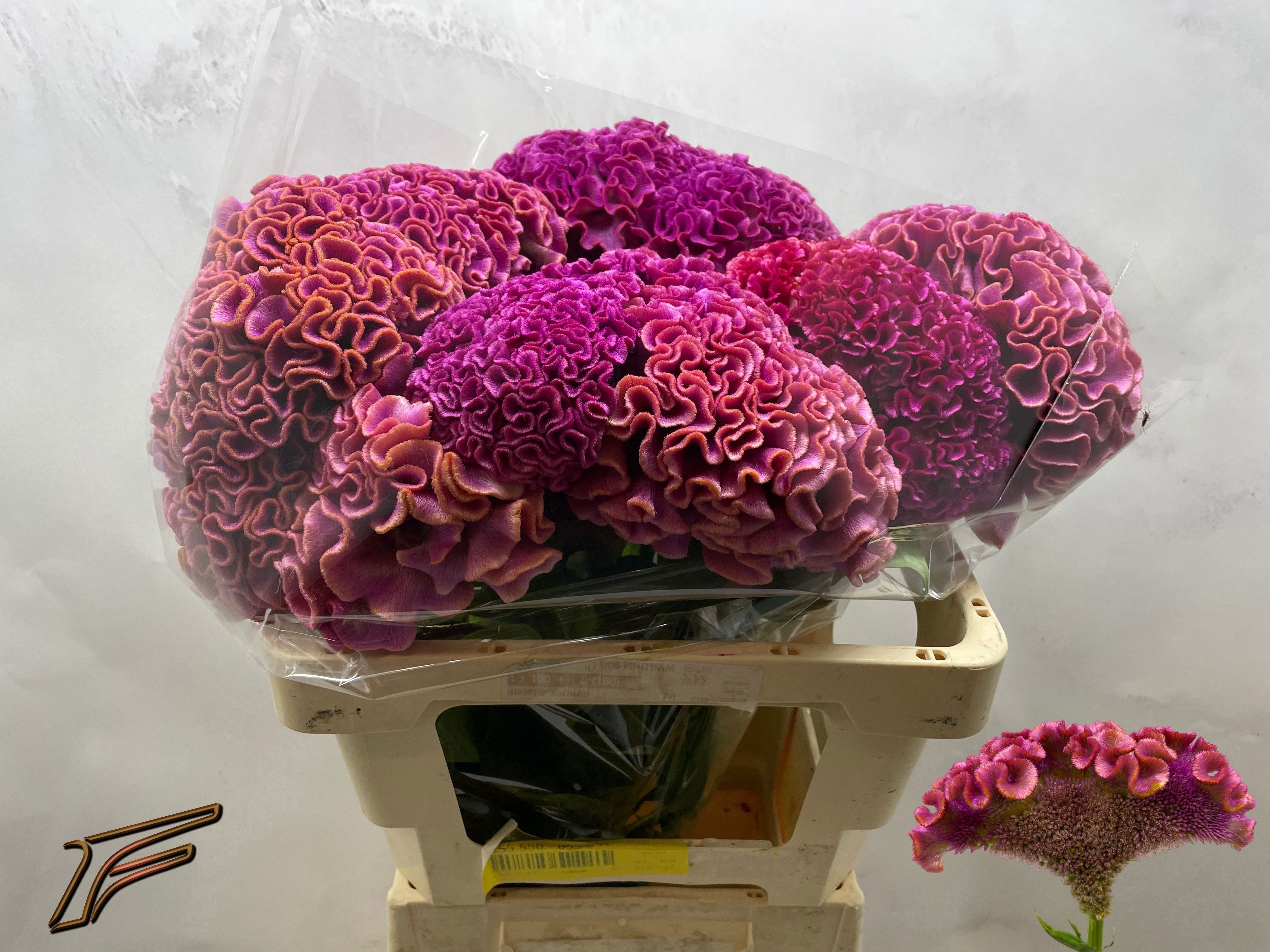 Celosia Act Lavly 50cm