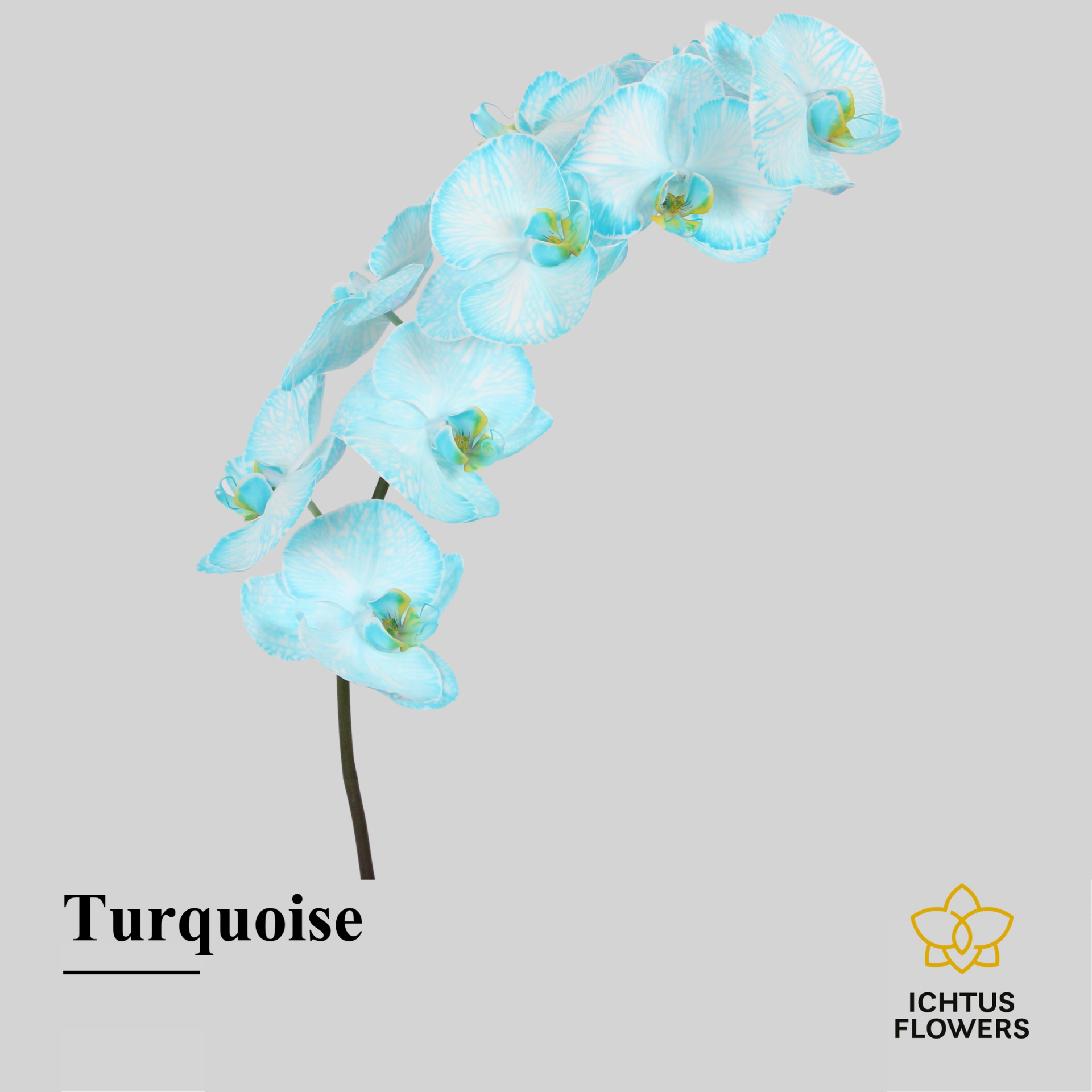 Phal Painted Turquoise Tak 7-9