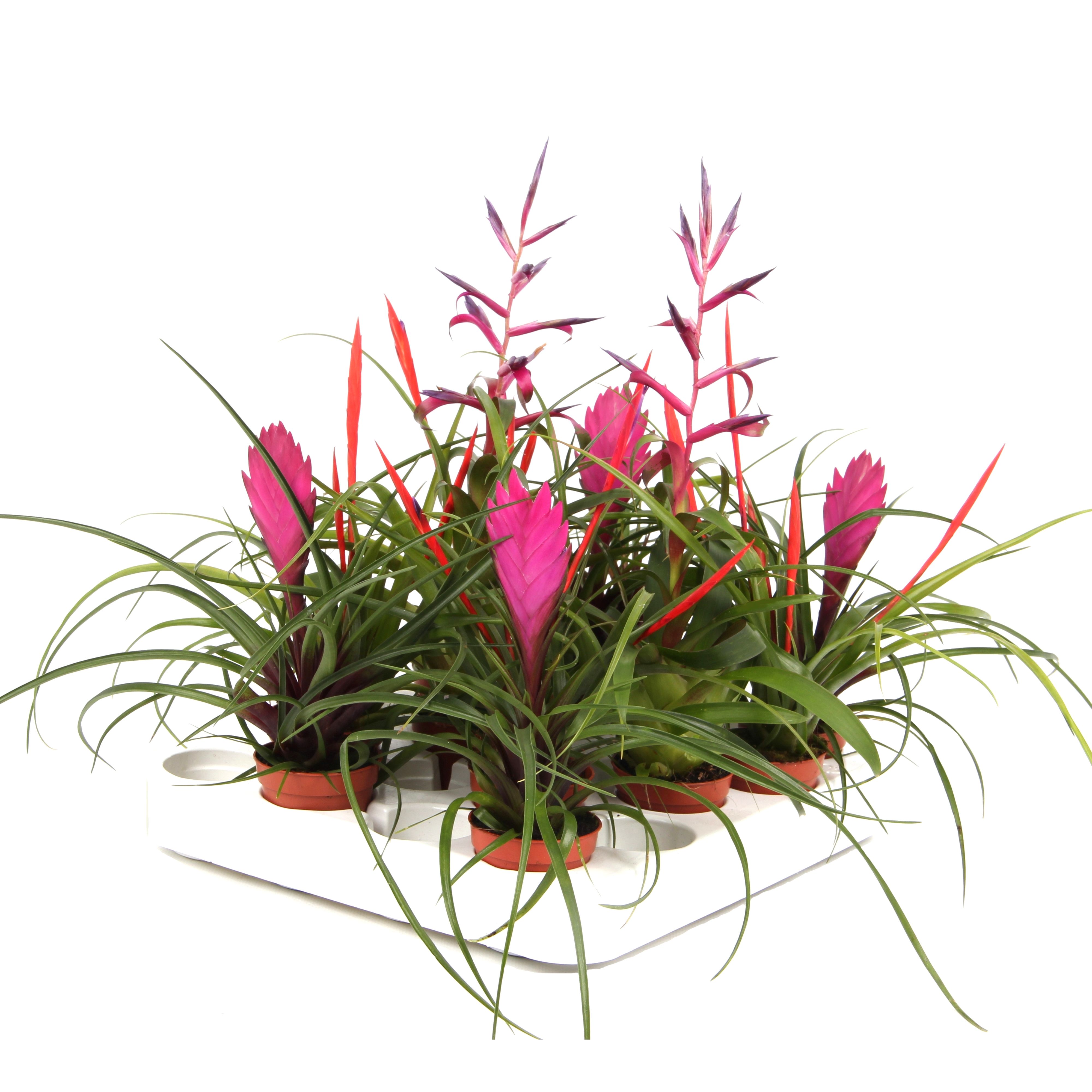 Picture of Tillandsia in varieties P5.5 25CM