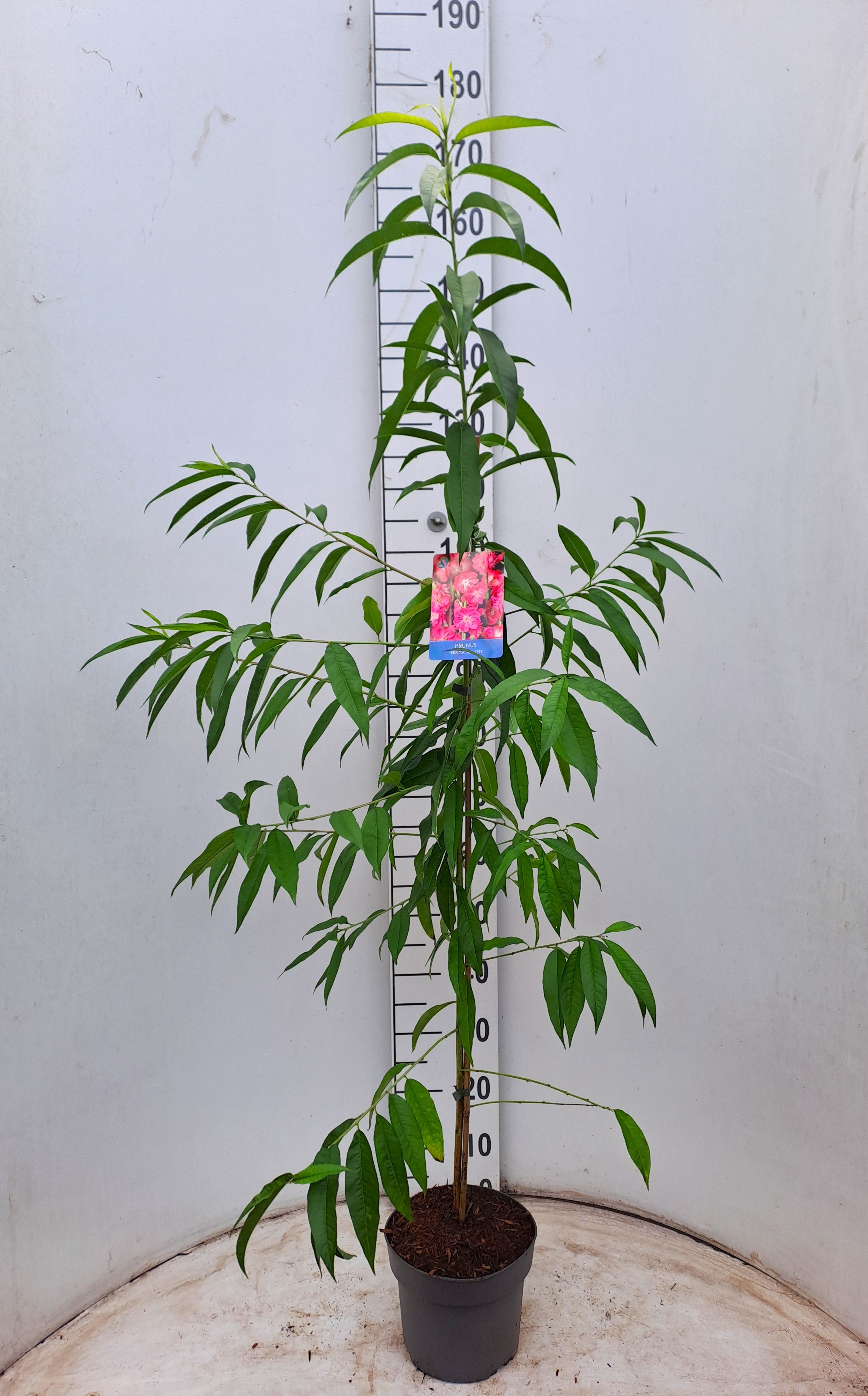 Picture of Prunus Persica Melred P21 (4 Ltr)