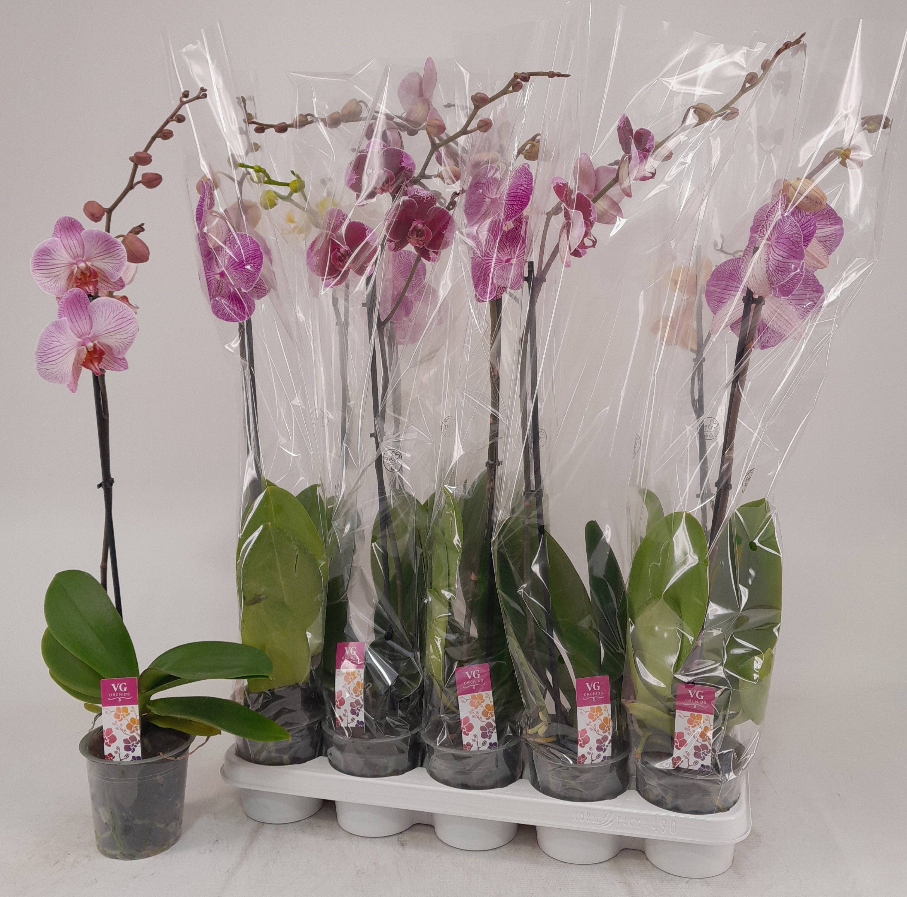 Phalaenopsis Asst 12Ø 75cm