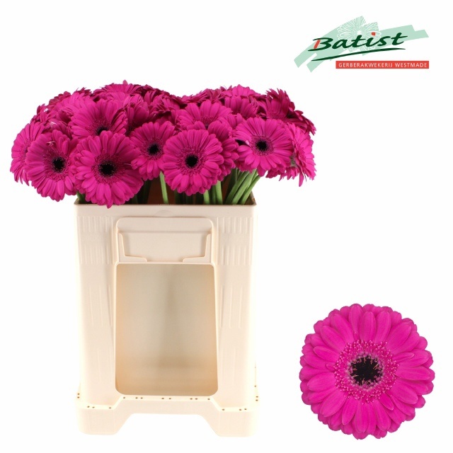Gerbera Mini Anna