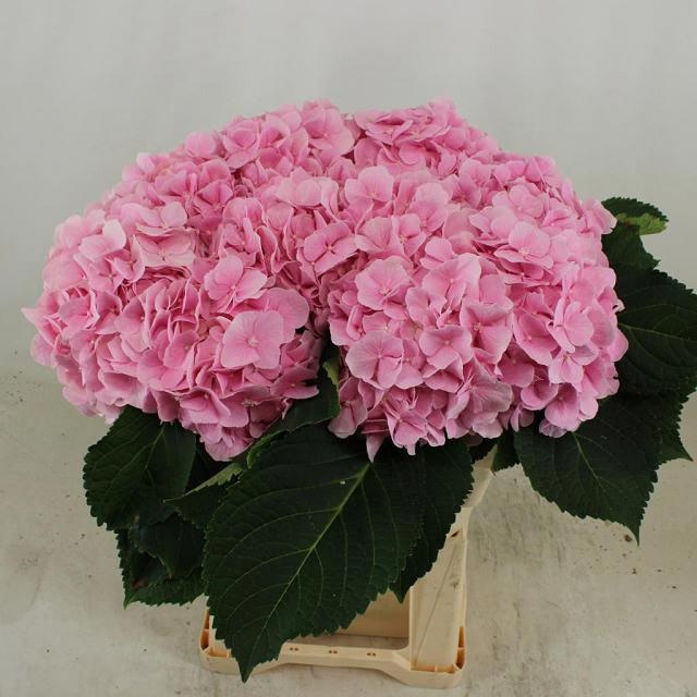 Hydrangea Verena Pink 60cm 19Ø