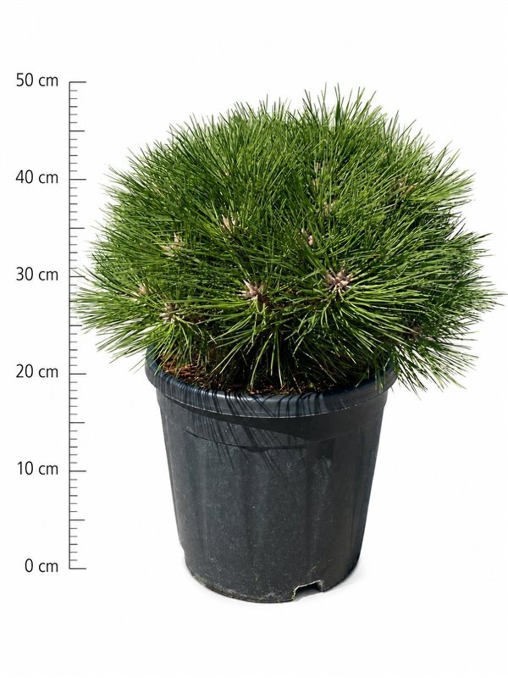 Pinus 'Marie Brégeon'