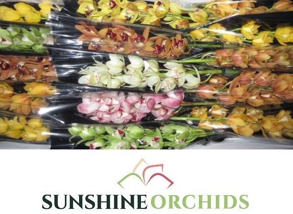 Cymbidium Asst Mini 50cm