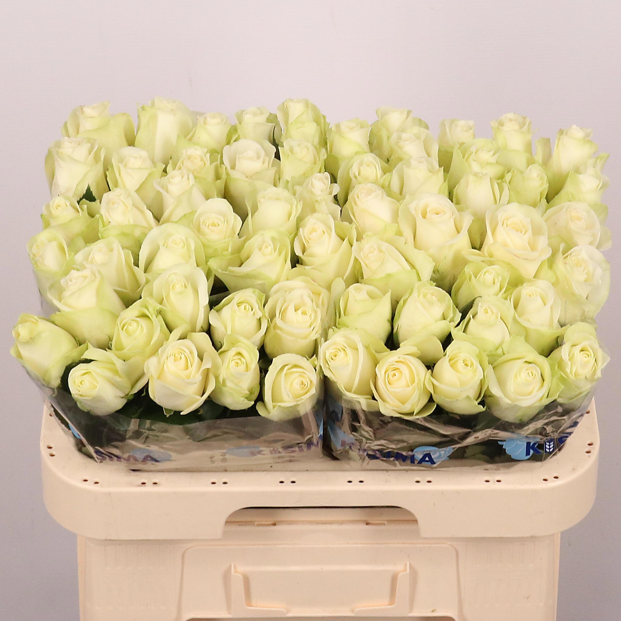 Rosa Snowstorm 60cm