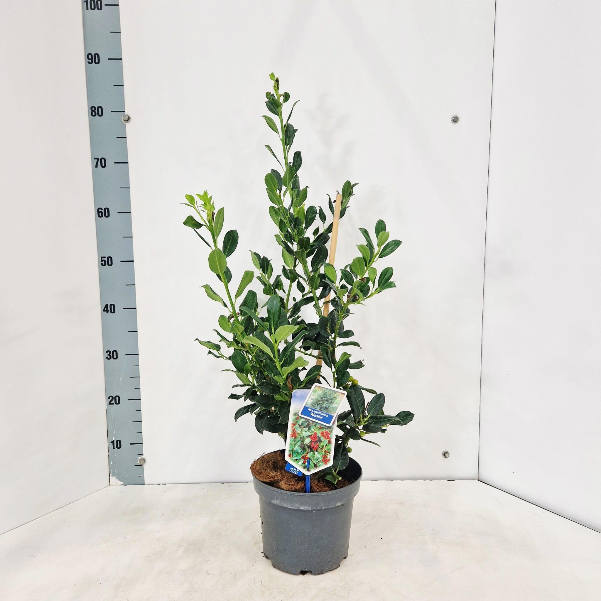 Ilex aq. 'Alaska'