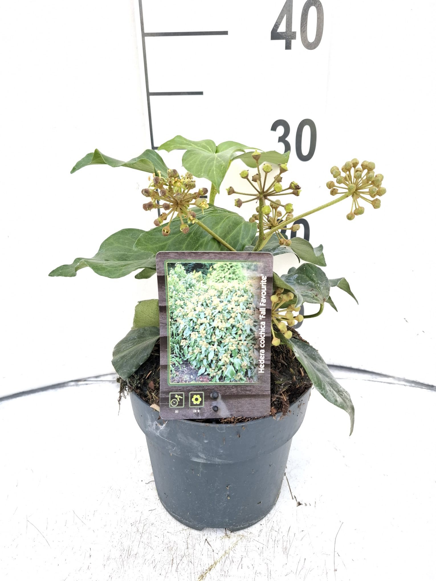 Hedera colchica 'Fall Favourite'