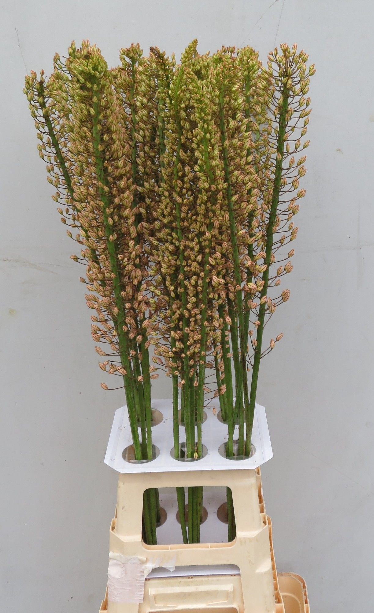 Eremurus Sh P Star