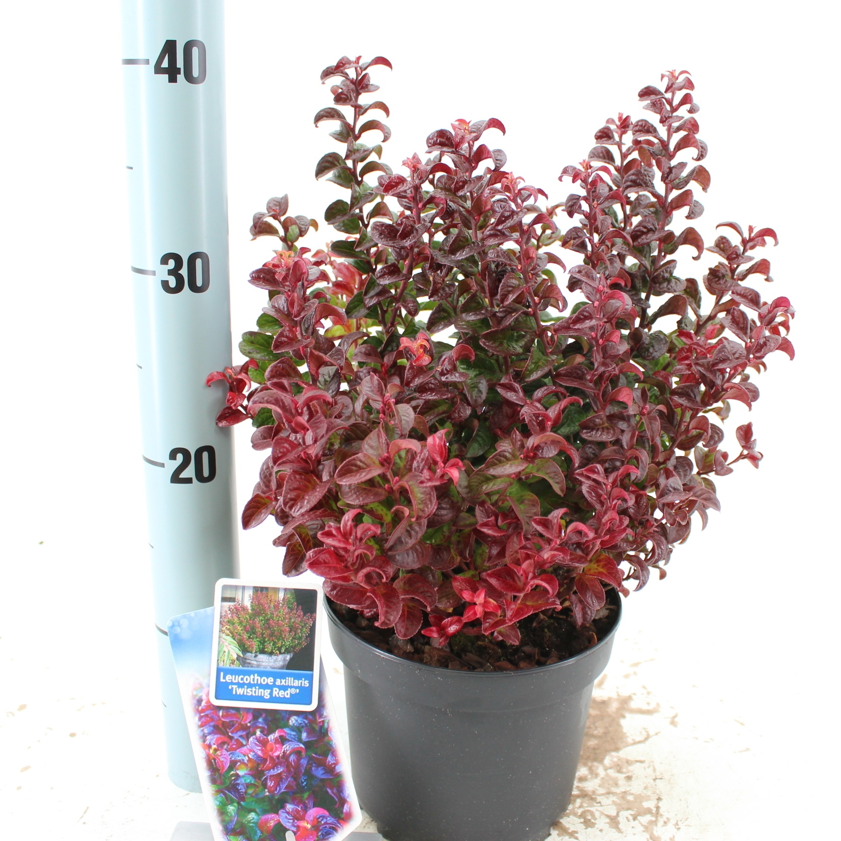 Picture of Leucothoe axillaris Twisting Red® ('Opstal20'PBR)