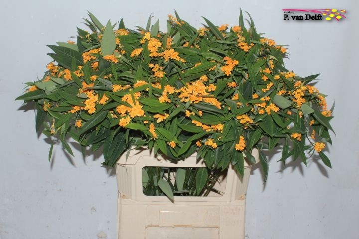 Euphorbia Spray Sunstream 80cm