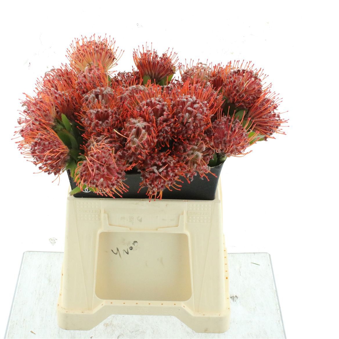 Leucospermum Scarlet Ribbon 40cm