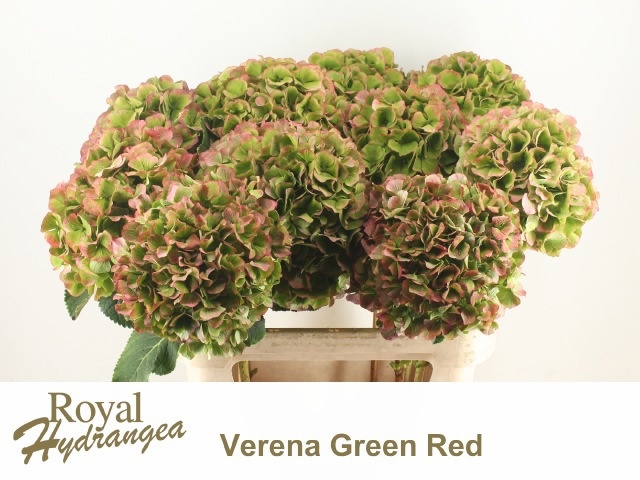 Hydrangea Verena Classic Red Green 80cm 24Ø
