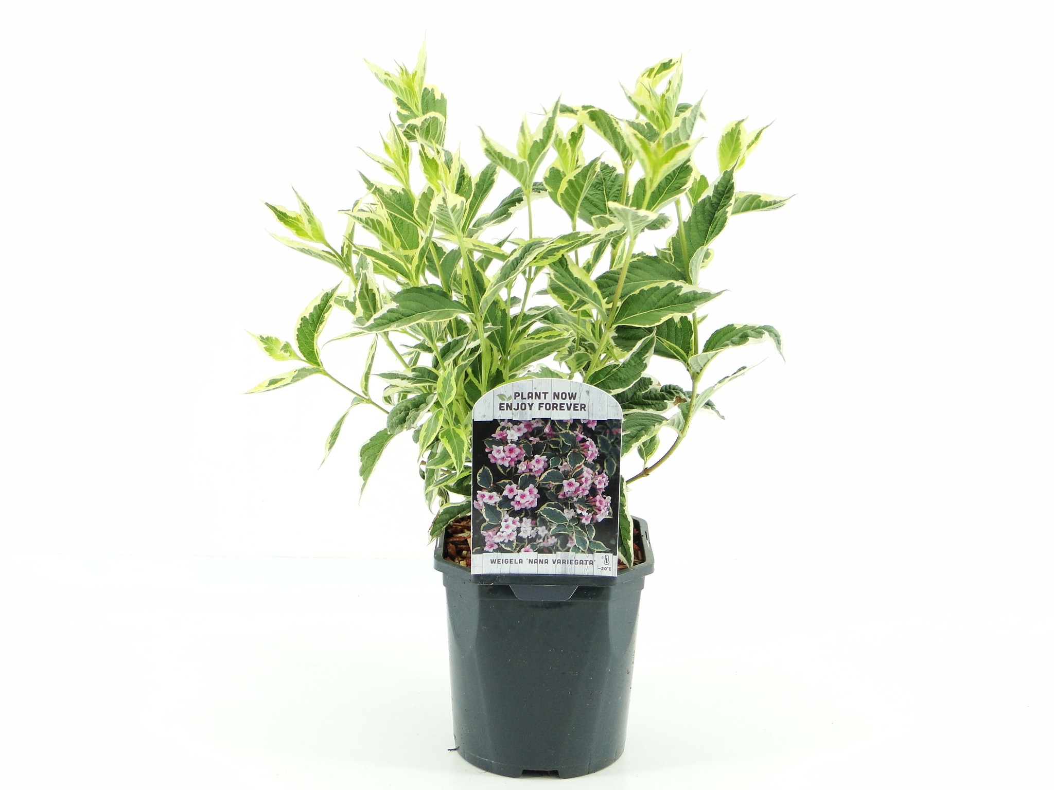 Picture of Weigela flor. Nana Variegata P17 (2 Ltr) Square