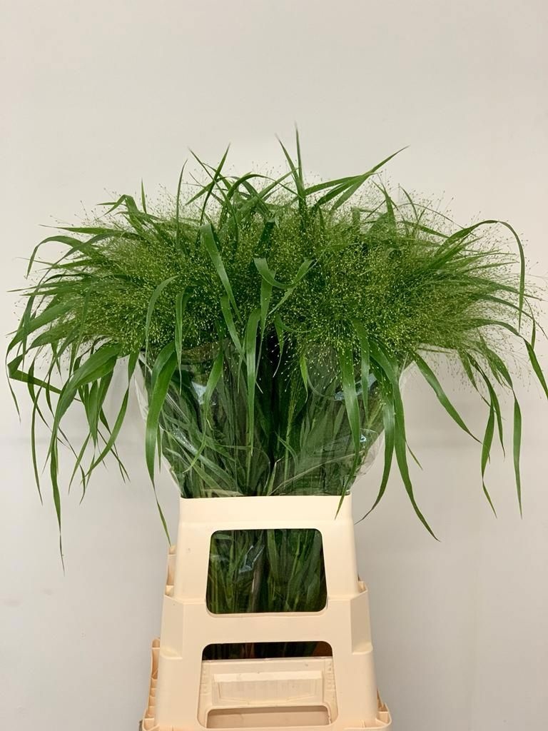 Panicum Fountain 80cm