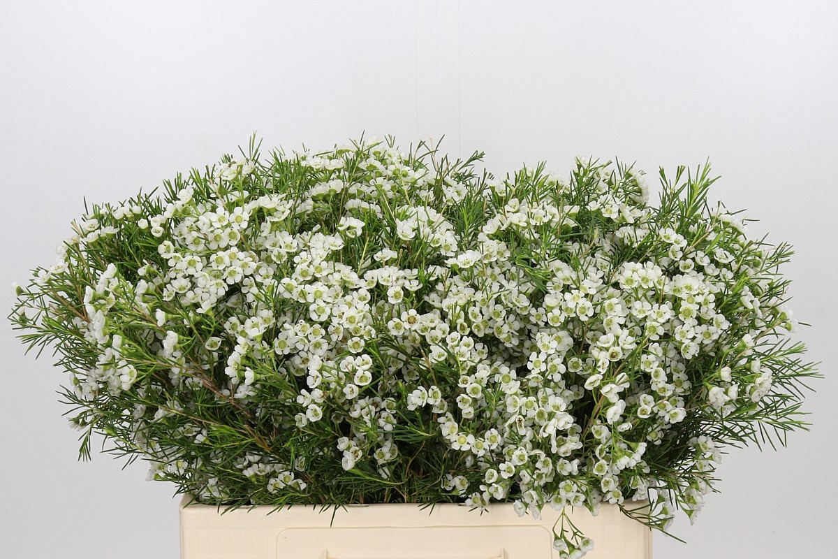 Chamelaucium Grace 50cm 15gram