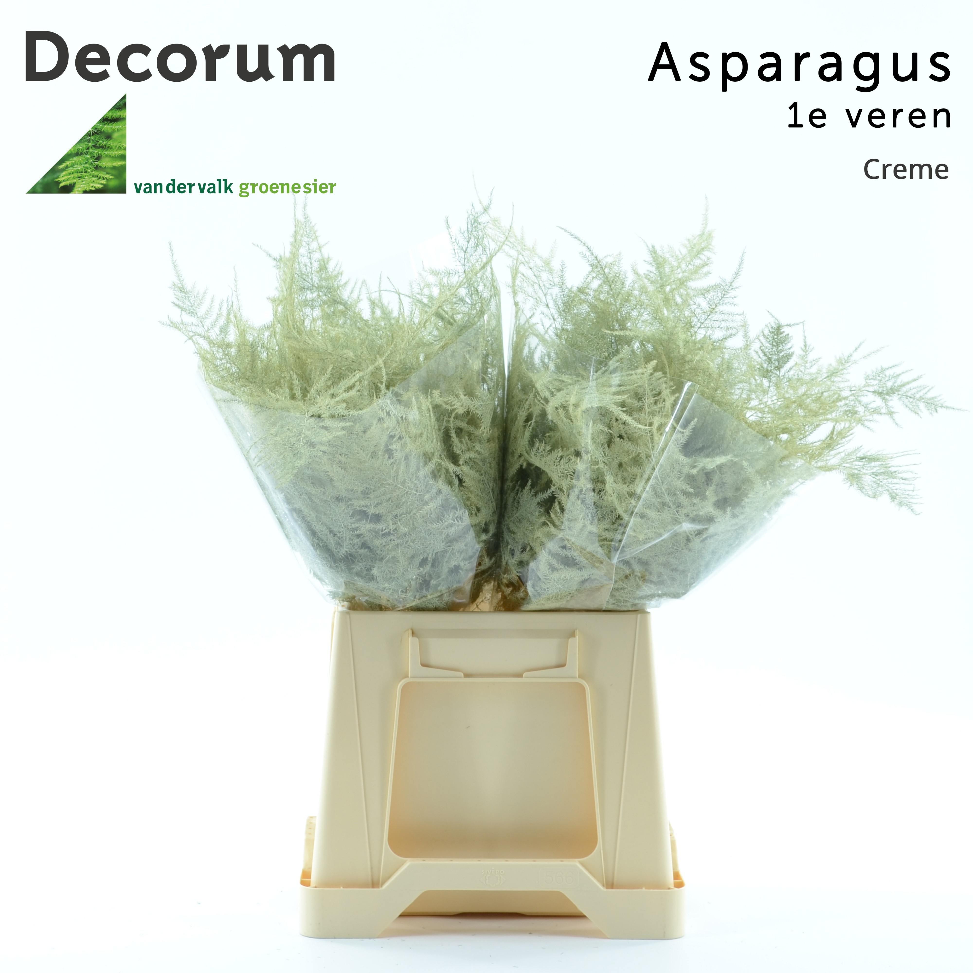 Asparagus Painted 45cm