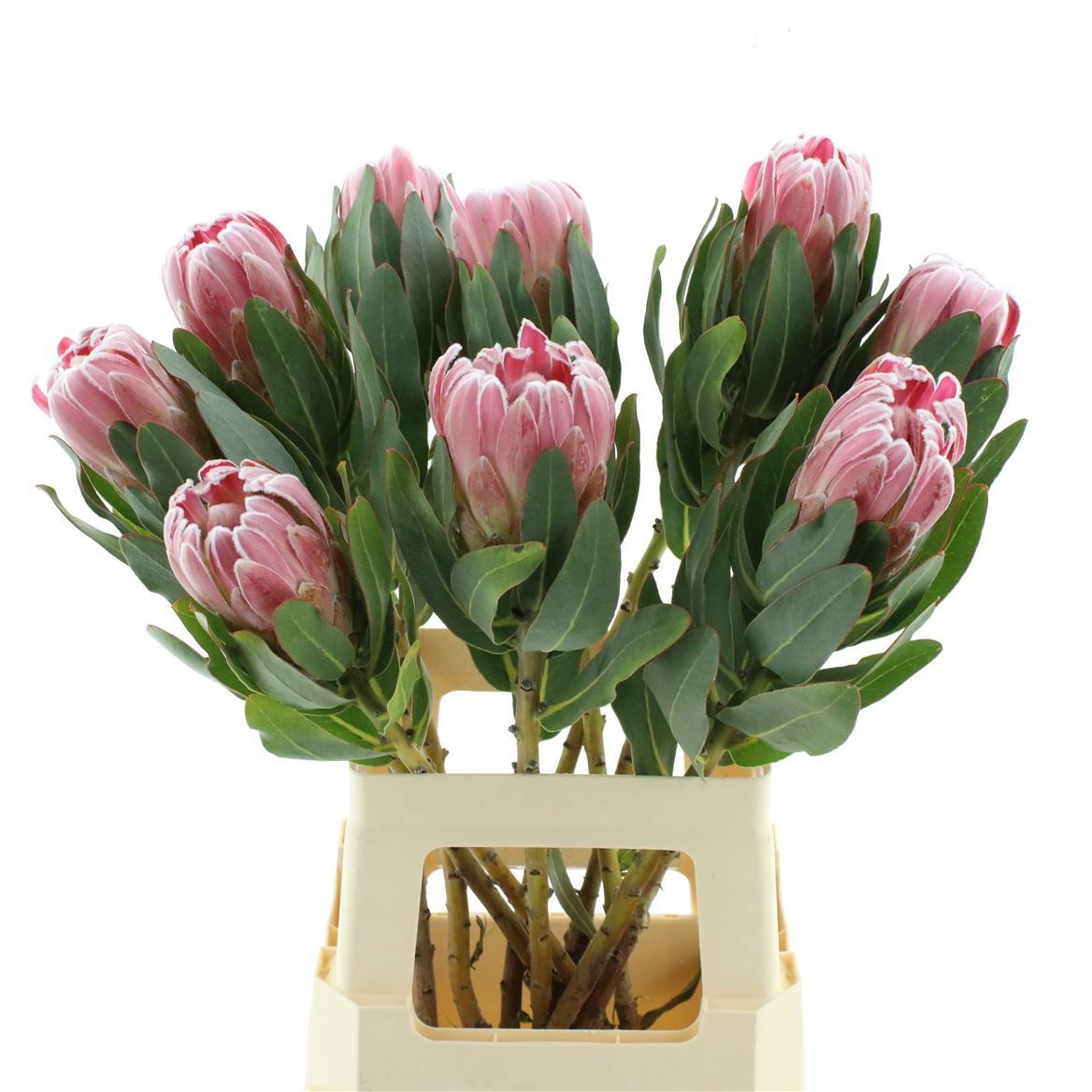 Protea Pink Ice