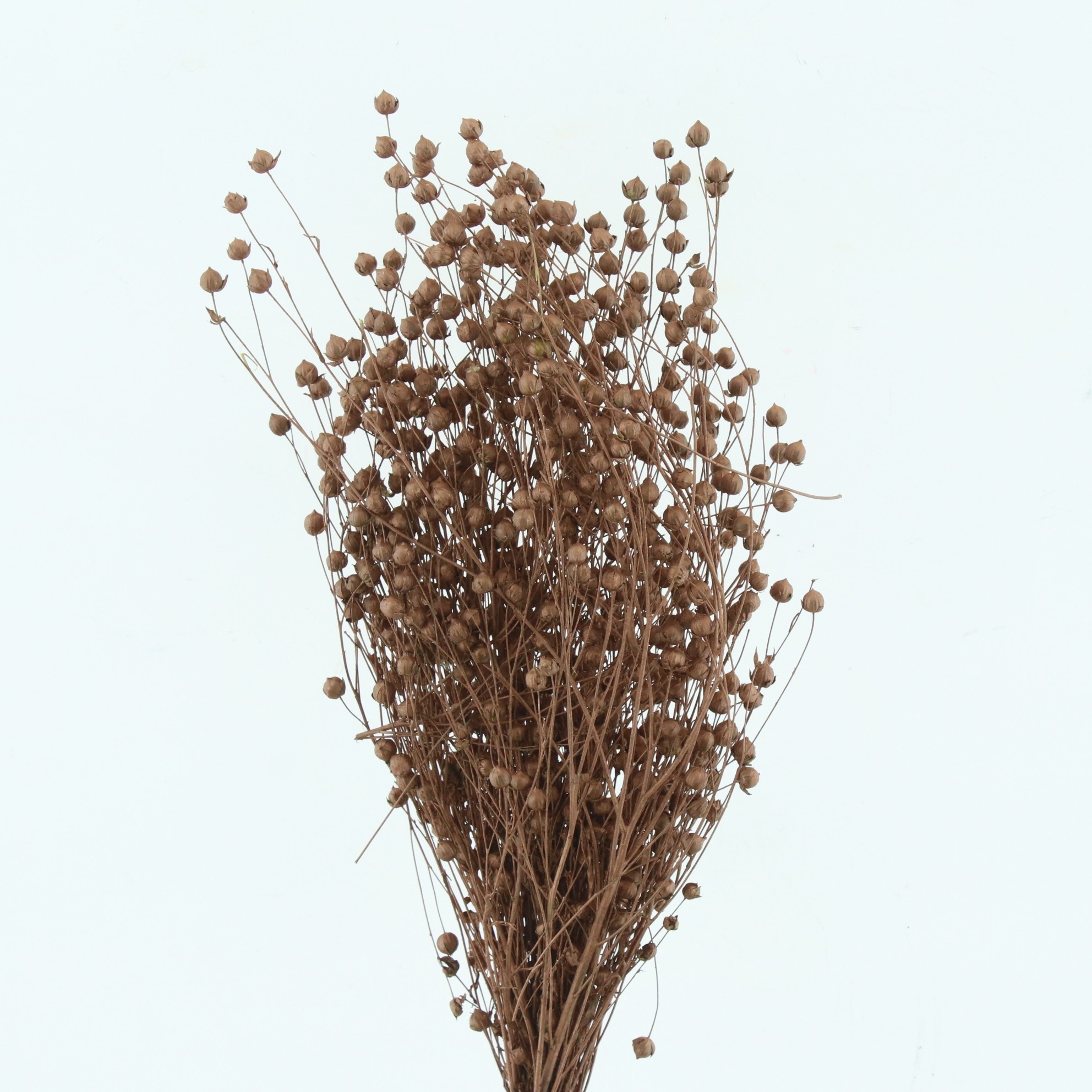 Dried Miscellaneous 50cm