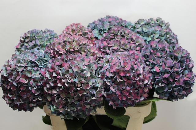 Hydrangea Pimpernel Classic 80cm 23Ø