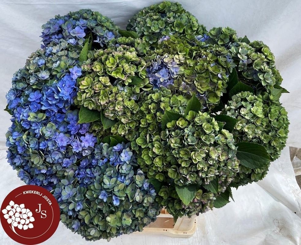 Hydrangea Royal Kiss Classic 70cm 22Ø