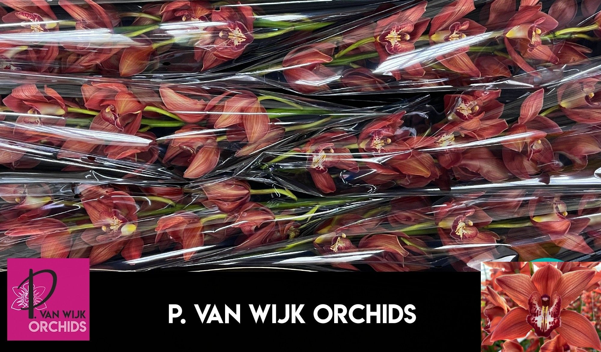 Cymbidium Fredericka 12/15bl