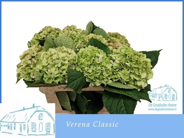 Hydr M Verena Cl