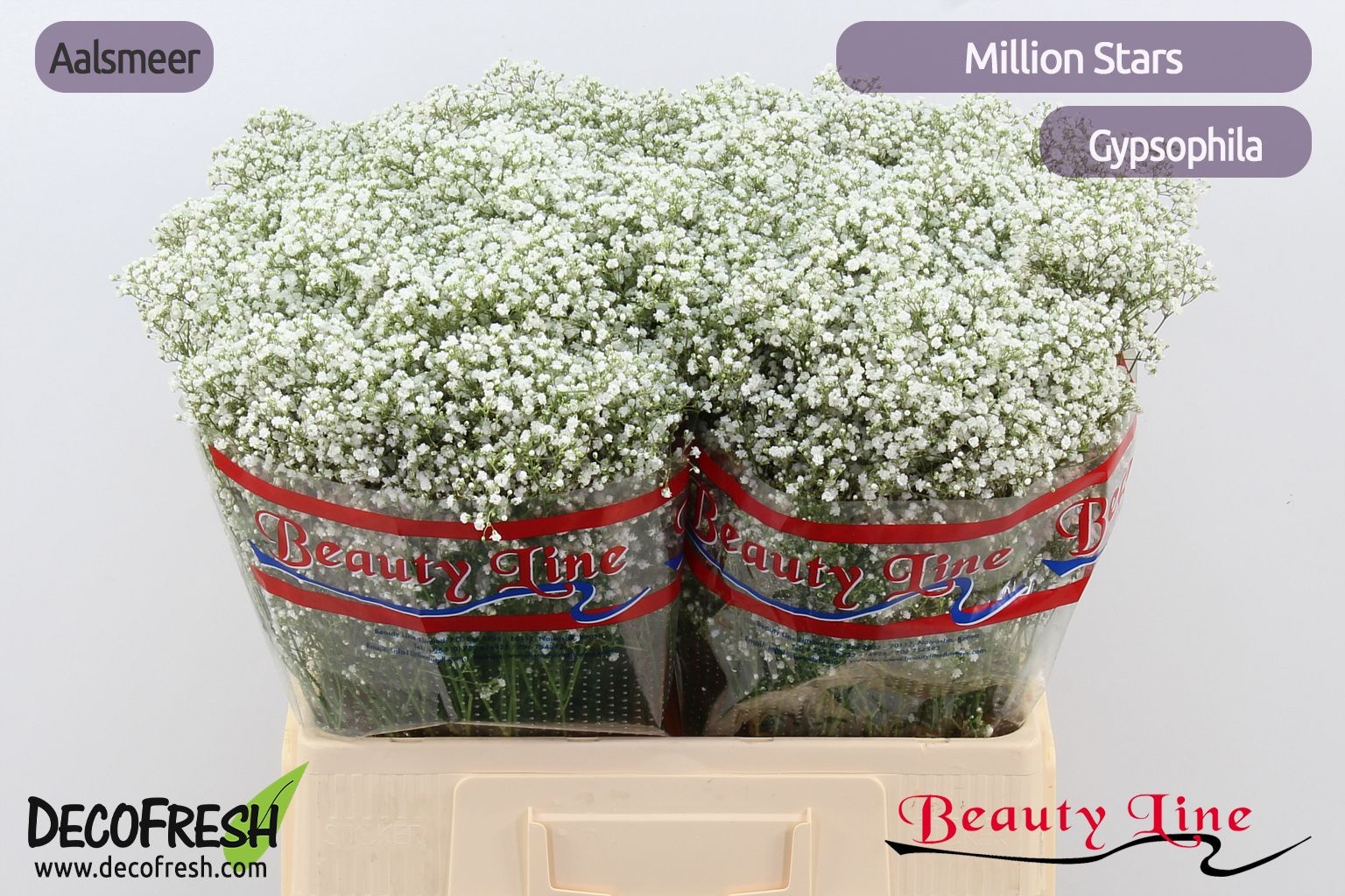 Gypsophila Million Stars 60cm 10gram
