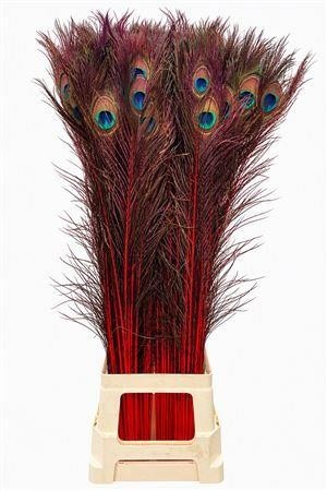 Peacock Feathers 80cm