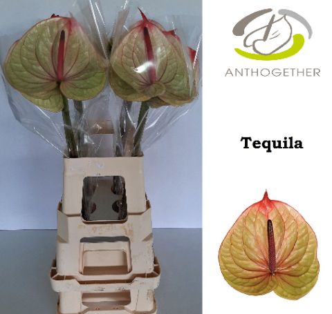Anth A Tequila