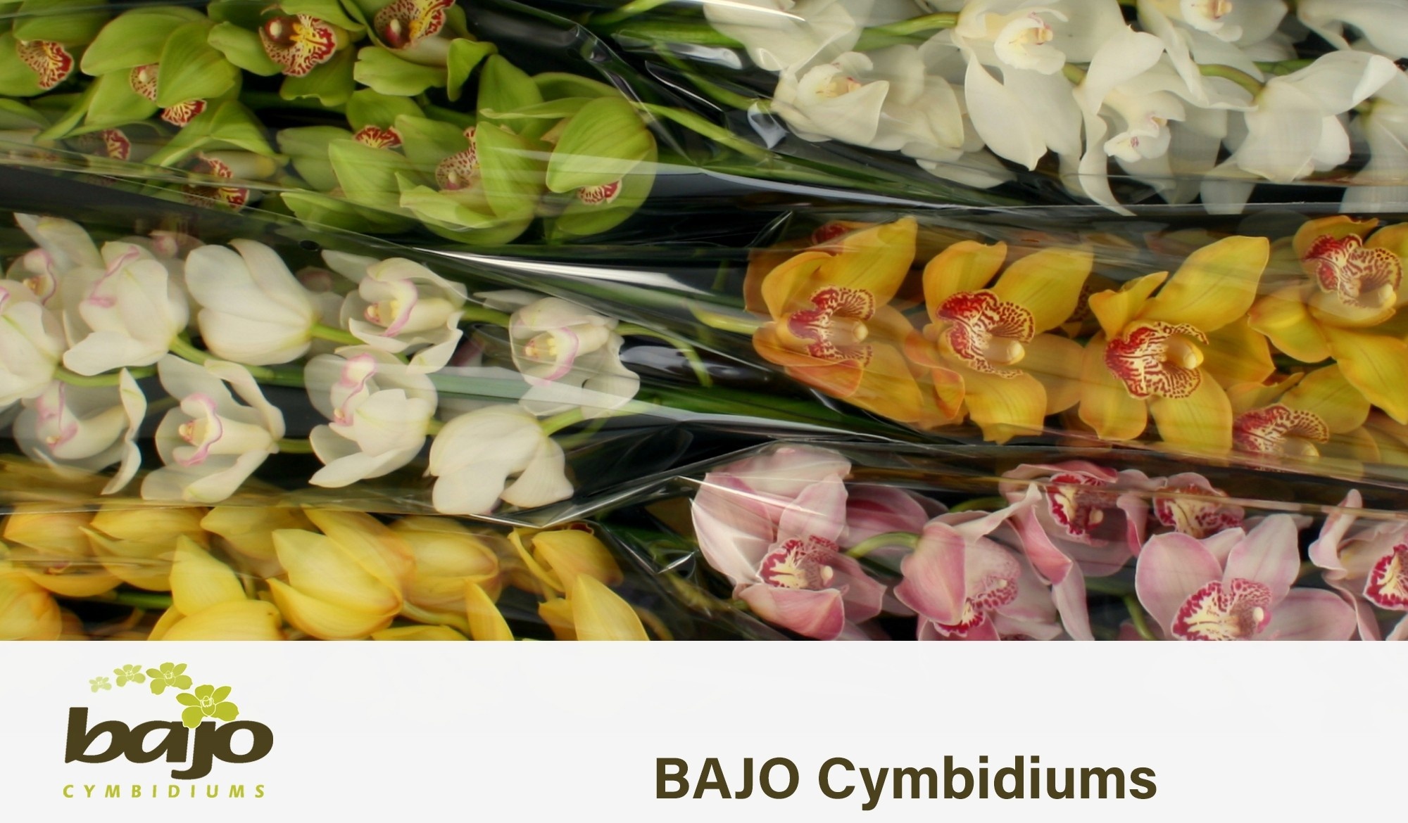 Cymbidium Asst 11bl