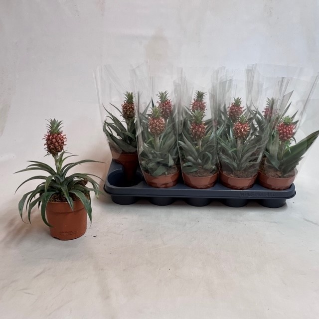 Ananas Rosita 12P 20H